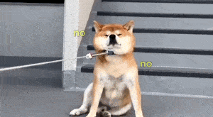 帶兩只柴犬出門，一個(gè)往左一個(gè)往右…30斤身體，29斤反骨哈哈
