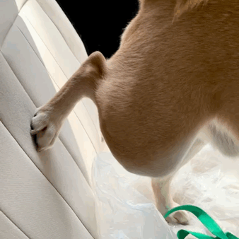 帶兩只柴犬出門，一個(gè)往左一個(gè)往右…30斤身體，29斤反骨哈哈