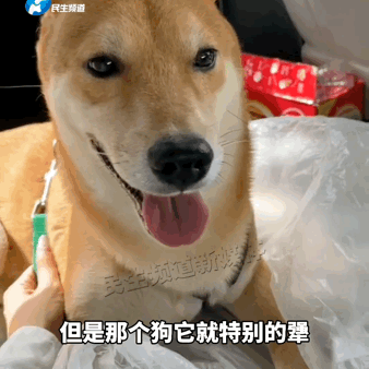 帶兩只柴犬出門，一個(gè)往左一個(gè)往右…30斤身體，29斤反骨哈哈