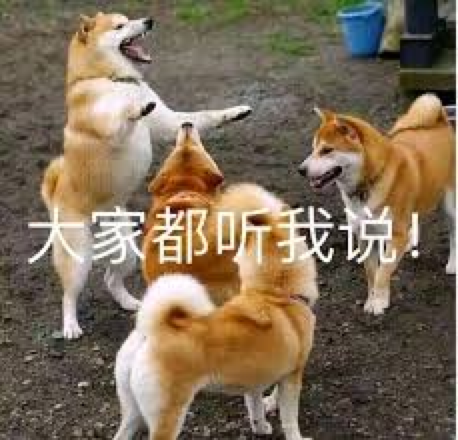 帶兩只柴犬出門，一個(gè)往左一個(gè)往右…30斤身體，29斤反骨哈哈
