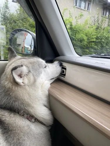 狗子眼神迷離沖上車，嘴巴還要放這位置：爽呀！
