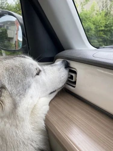 狗子眼神迷離沖上車，嘴巴還要放這位置：爽呀！