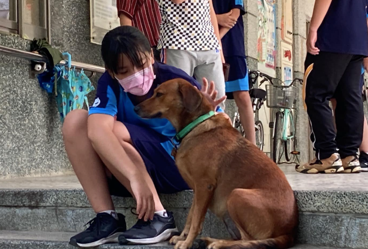 流浪狗變成校犬后深受喜愛，學(xué)校還為它開設(shè)課程…這才是生命教育