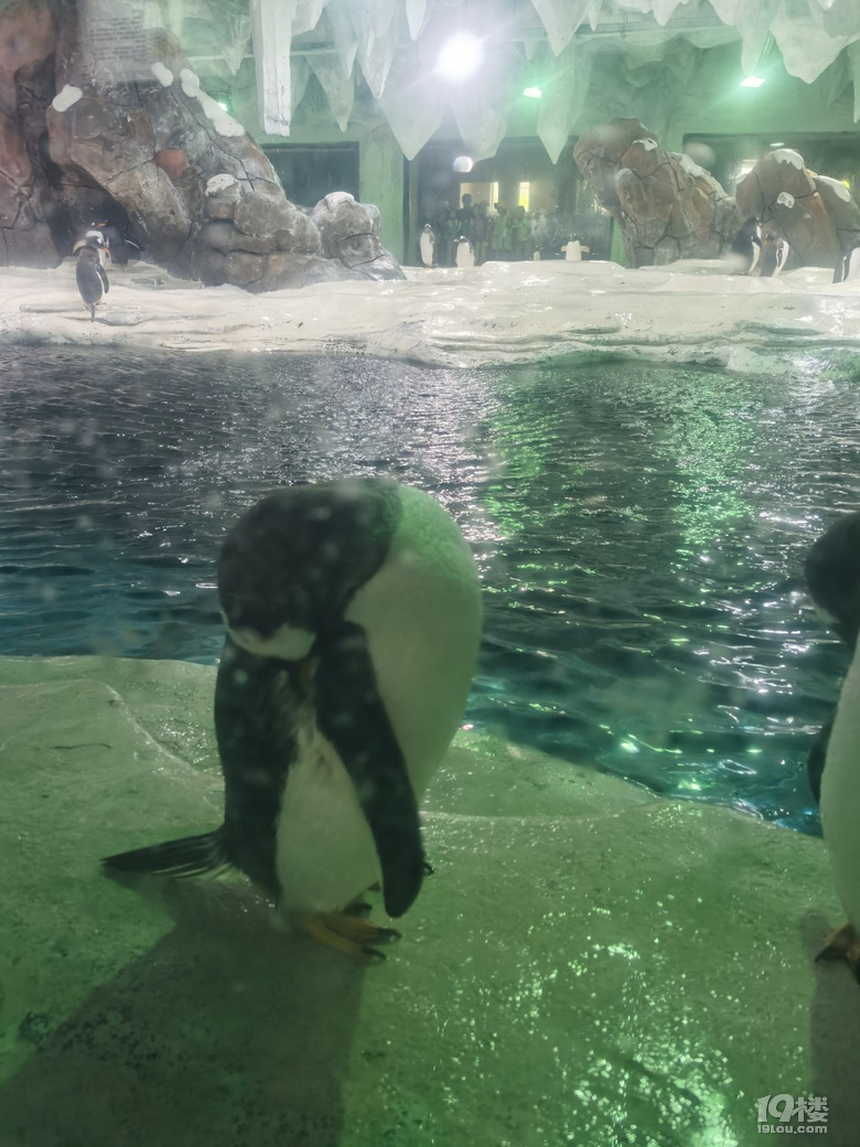 長喬極地海洋公園，值不值得玩？
