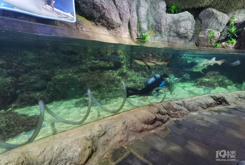 長喬極地海洋公園，值不值得玩？