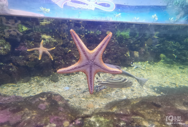 長喬極地海洋公園，值不值得玩？