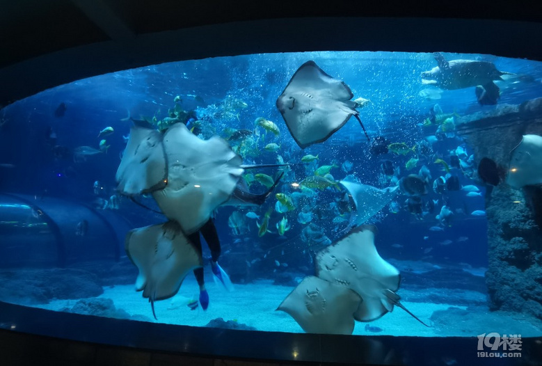 長喬極地海洋公園，值不值得玩？