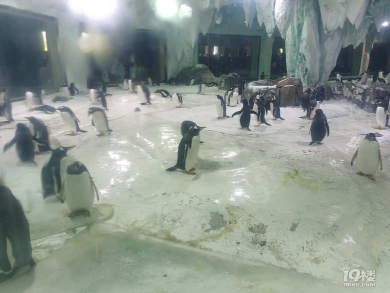 長喬極地海洋公園，值不值得玩？