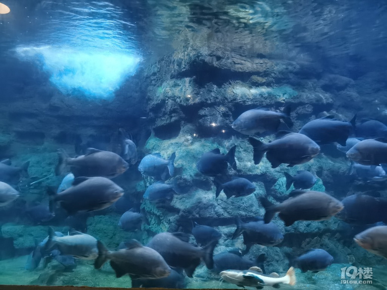 長喬極地海洋公園，值不值得玩？