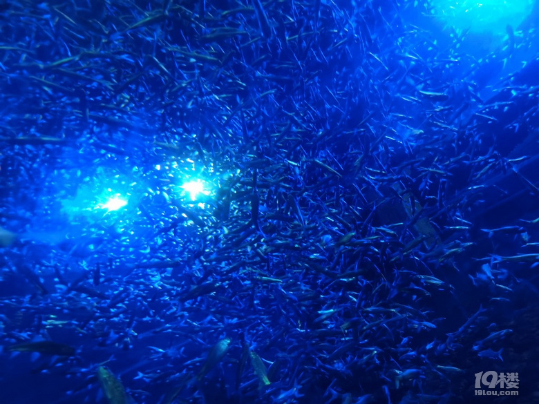 長喬極地海洋公園，值不值得玩？