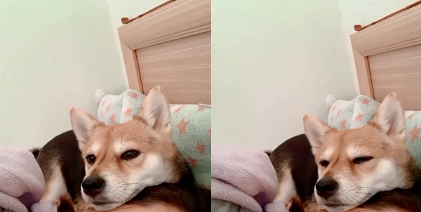 貼心柴犬發(fā)現(xiàn)爸爸不舒服后，立馬跑過去熱敷…好窩心！