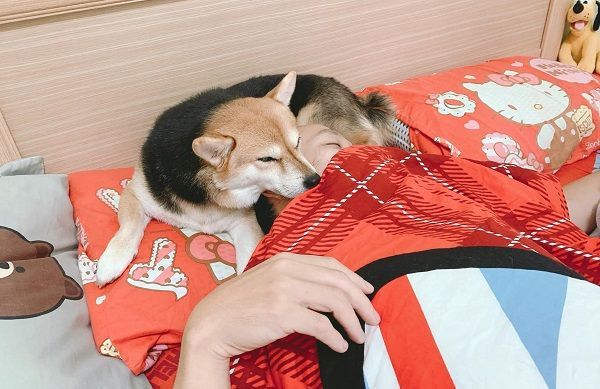 貼心柴犬發(fā)現(xiàn)爸爸不舒服后，立馬跑過去熱敷…好窩心！