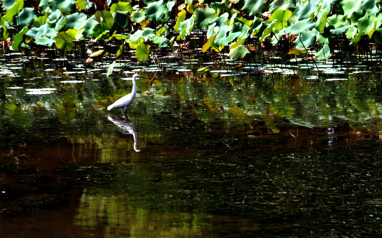 δ ˬ