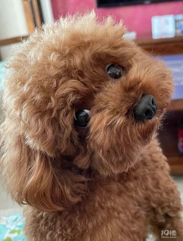 金毛和泰迪狗狗