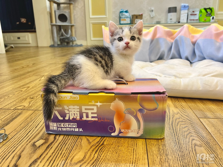 矮腳貓是貓嗎？怎么這么軟萌？