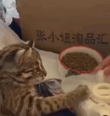 網(wǎng)友撿了一只受傷的“小奶貓”，結(jié)果…差點(diǎn)讓自己牢底坐穿！