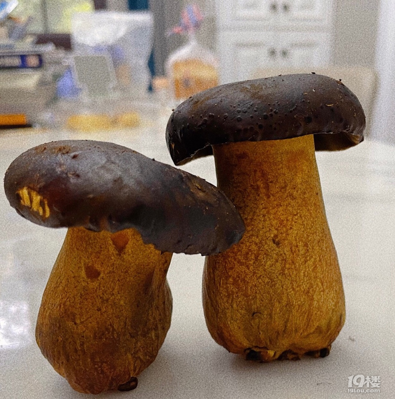 傳說中的蘑菇中毒（根據(jù)親身經(jīng)歷改編）