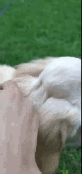 金毛腦袋上腫了個大包，主人送了它一頂小草帽，還怪合適的…