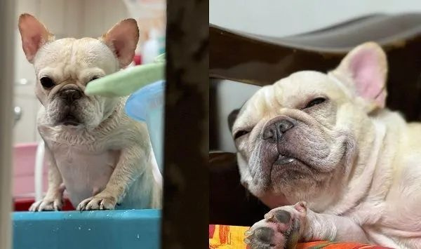 偽惡霸犬被領養(yǎng)后越長越壯，呆萌臉配冰塊胸肌驚呆眾人...