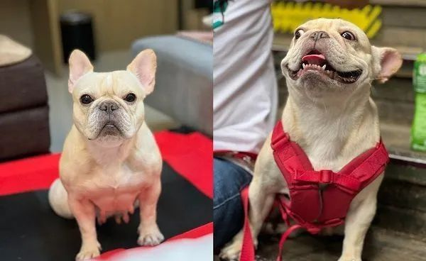 偽惡霸犬被領養(yǎng)后越長越壯，呆萌臉配冰塊胸肌驚呆眾人...