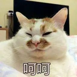 小哥被貓吸到頭發(fā)凌亂，無心工作，最后離家出走…網(wǎng)友：這福氣給