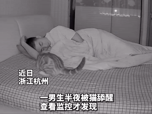 小哥被貓吸到頭發(fā)凌亂，無心工作，最后離家出走…網(wǎng)友：這福氣給