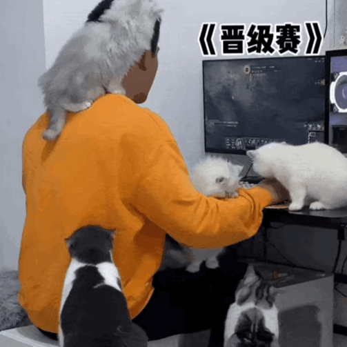 小哥被貓吸到頭發(fā)凌亂，無心工作，最后離家出走…網(wǎng)友：這福氣給