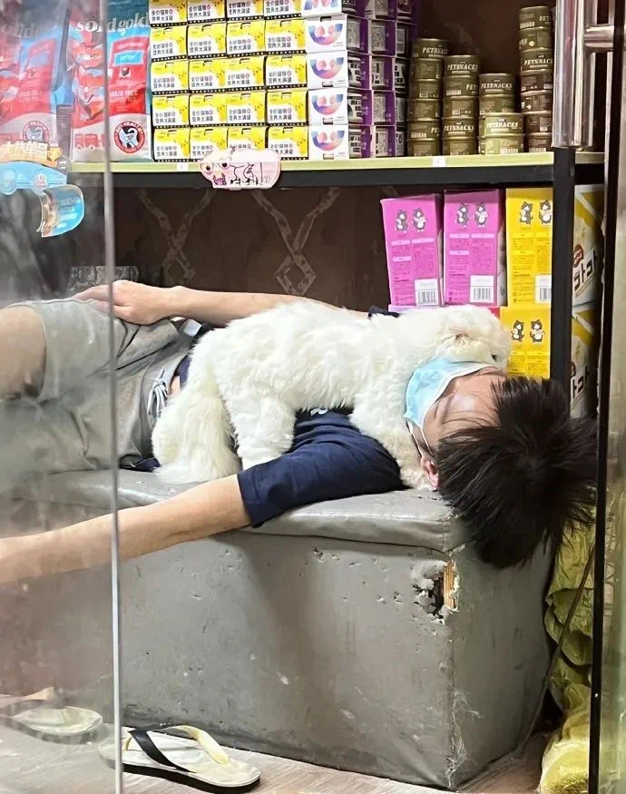 小哥被貓吸到頭發(fā)凌亂，無心工作，最后離家出走…網(wǎng)友：這福氣給