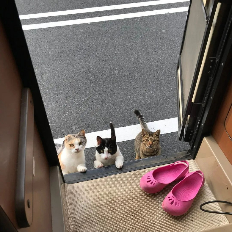 一打開房車門發(fā)現(xiàn)3只碰瓷貓…等等，是4只�。�！