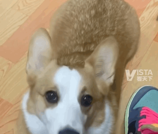 狗狗無意間吃了個泡芙，從此打開新世界大門，再不肯吃狗糧…