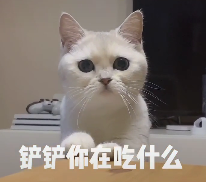 貓咪摔倒在地，小臉腫成車座子…網(wǎng)友：不許笑，我先騎走了！