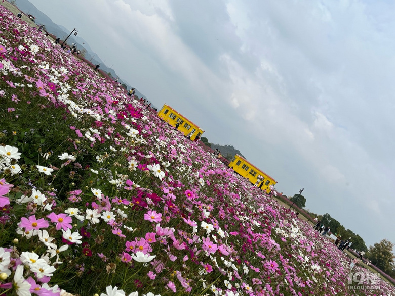 遛娃好去處——徑山花海