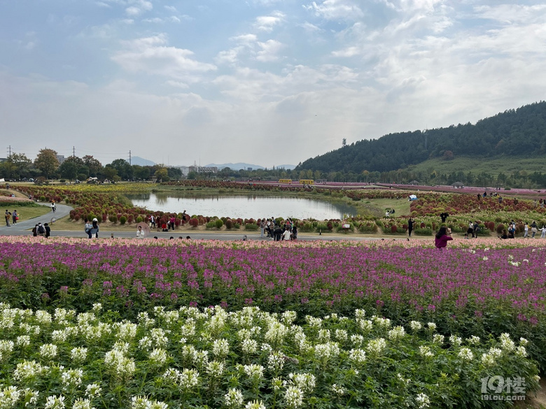 遛娃好去處——徑山花海