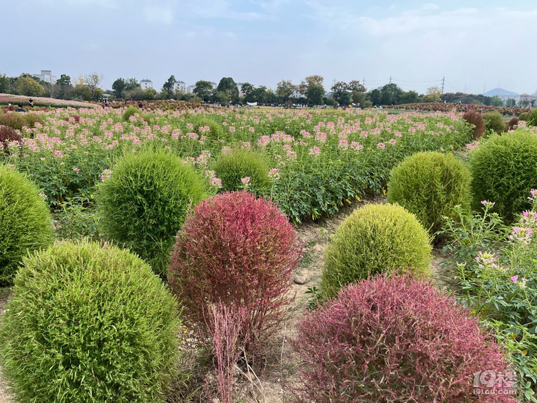遛娃好去處——徑山花海