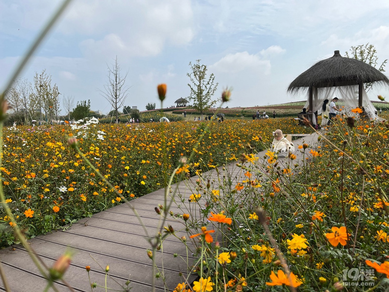 遛娃好去處——徑山花海