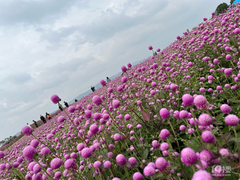 遛娃好去處——徑山花海