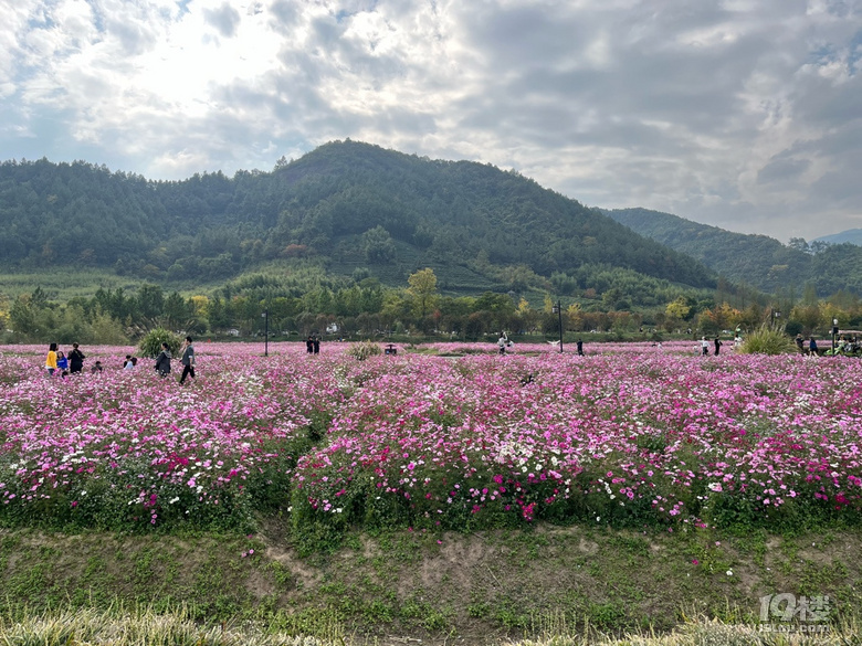 遛娃好去處——徑山花海