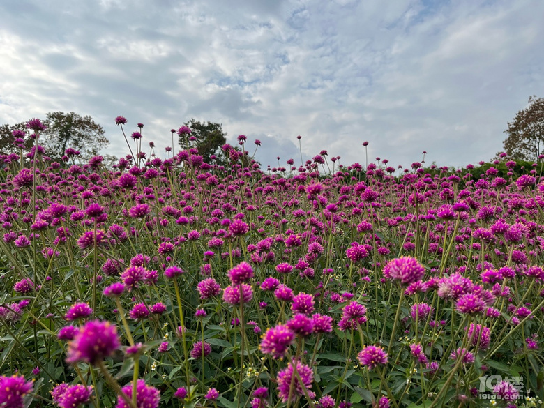 遛娃好去處——徑山花海