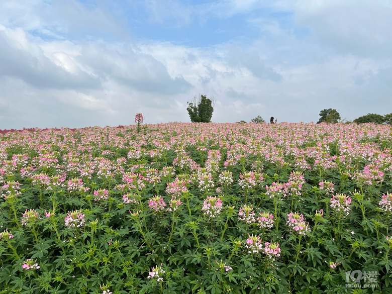 遛娃好去處——徑山花海