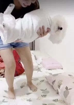 比熊被女兒包成“肥汪貴人”抬進房間侍寢一臉無奈：放過我！