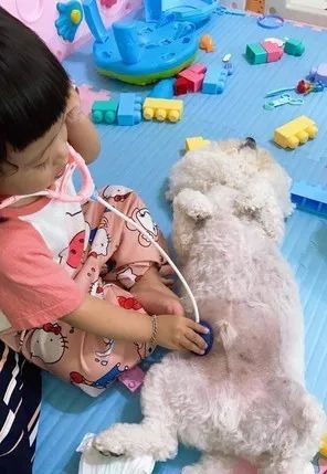 比熊被女兒包成“肥汪貴人”抬進房間侍寢一臉無奈：放過我！
