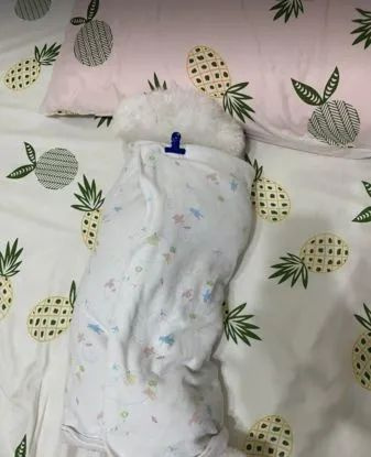 比熊被女兒包成“肥汪貴人”抬進房間侍寢一臉無奈：放過我！