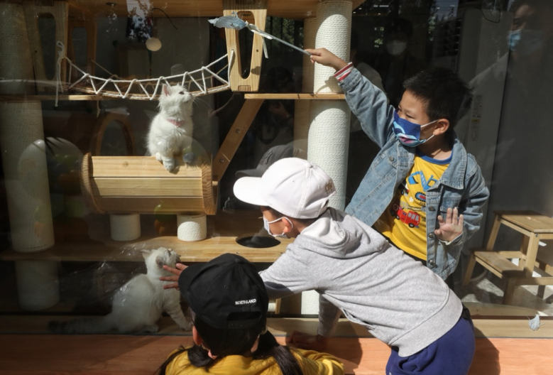新華書店領養(yǎng)退役種貓當店員…網友：高低得去一次！