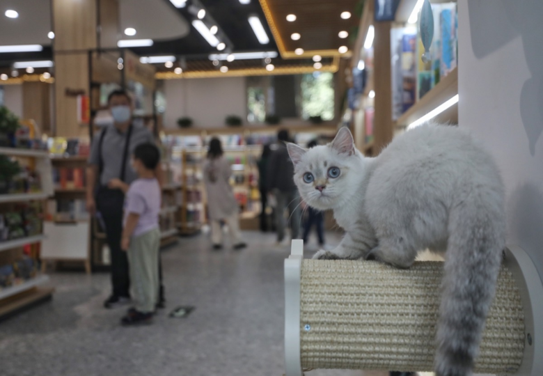 新華書店領養(yǎng)退役種貓當店員…網友：高低得去一次！