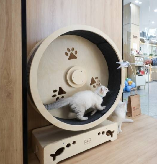 新華書店領養(yǎng)退役種貓當店員…網友：高低得去一次！