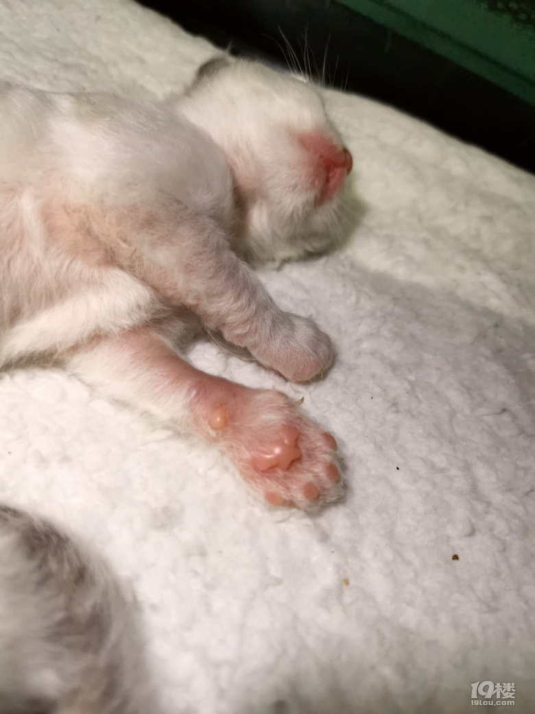 為家里的小布偶蹲家長囖