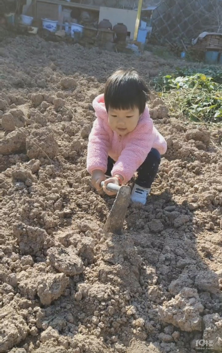 帶孩子體驗(yàn)秋收挖紅薯