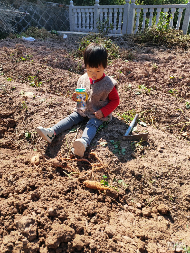 帶孩子體驗(yàn)秋收挖紅薯