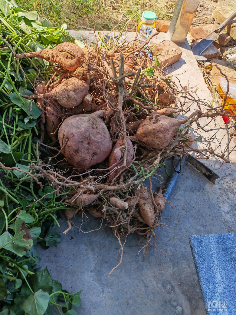 帶孩子體驗(yàn)秋收挖紅薯
