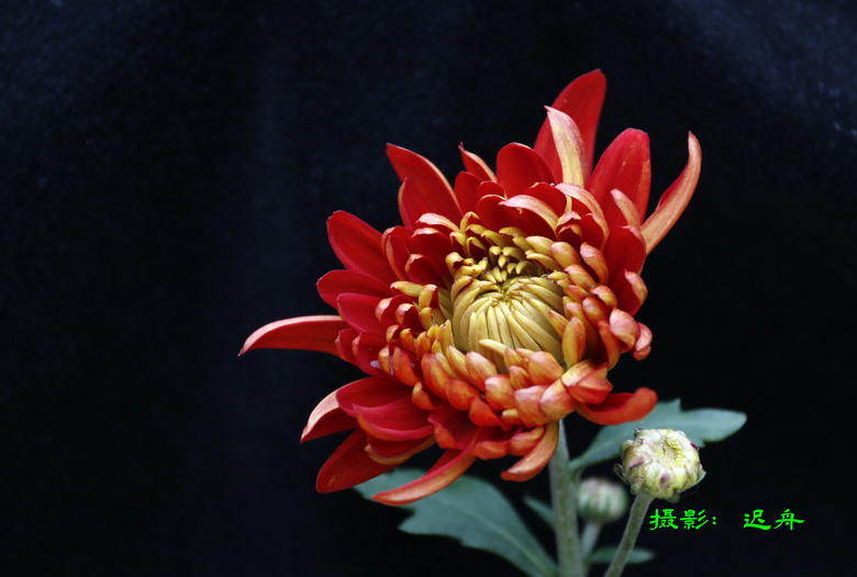 ڸɽջչľջ